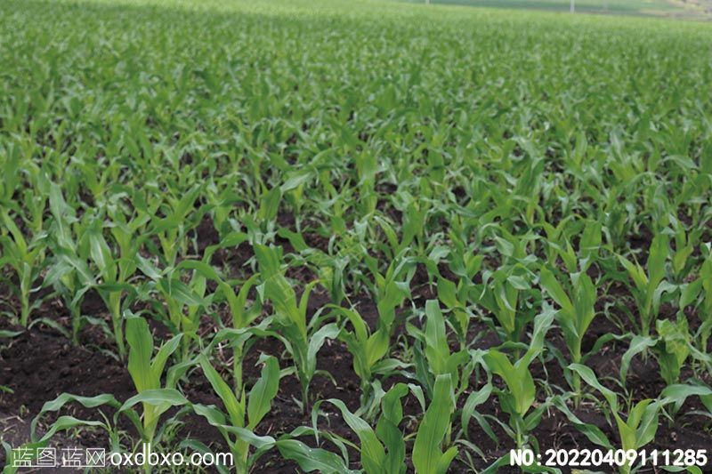 NO-20220409111285.jpg