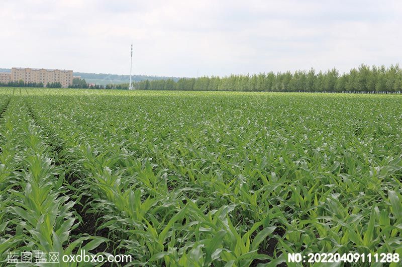 NO-20220409111288.jpg