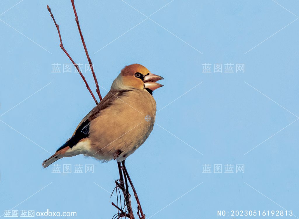金翅雀枝头蓝天小鸟野生鸟类摄影素材编号_NO20230516192813