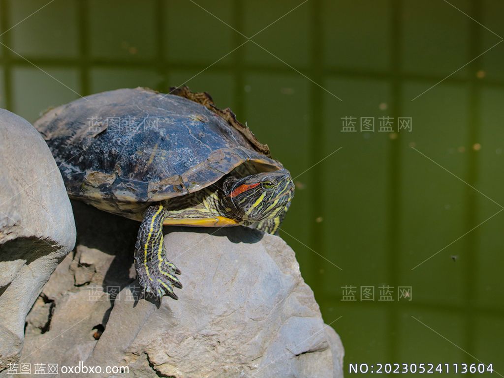 4金钱龟水岸上的乌龟摄影素材编号_NO20230524113604.jpg