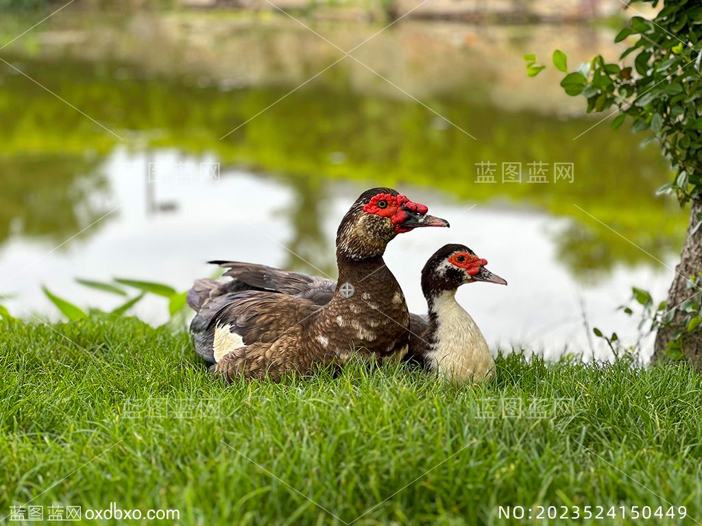 49湖水水边的香鹑雁麝香鸭红嘴雁番鸭草丛中的一对雌雄番鸭摄影素材编号_NO20230524150449.jpg