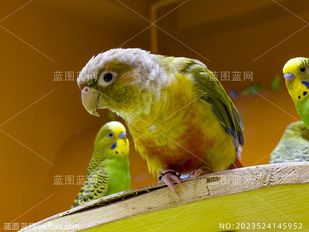 带脚环的鹦鹉鸟类摄影素材编号_NO2023524145952