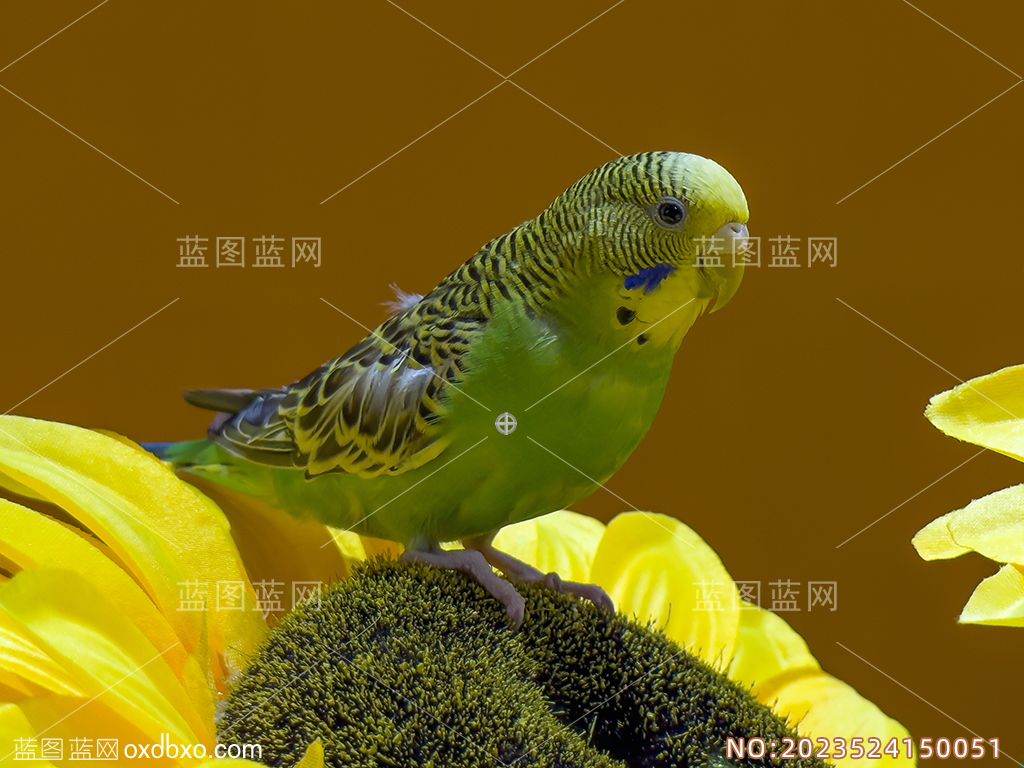 鹦鹉鸟类摄影素材编号_NO2023524150051