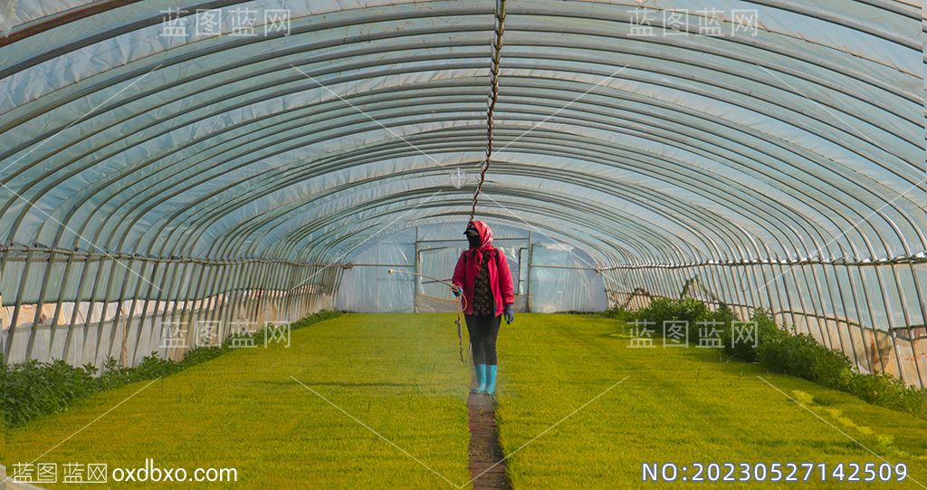 9稻苗大棚喷洒农药女工农妇农民喷洒农药摄影素材编号_NO20230527142509.jpg