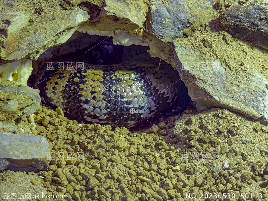 13眼镜蛇洞眼镜蛇花纹蛇纹摄影素材_NO20230530150113.jpg