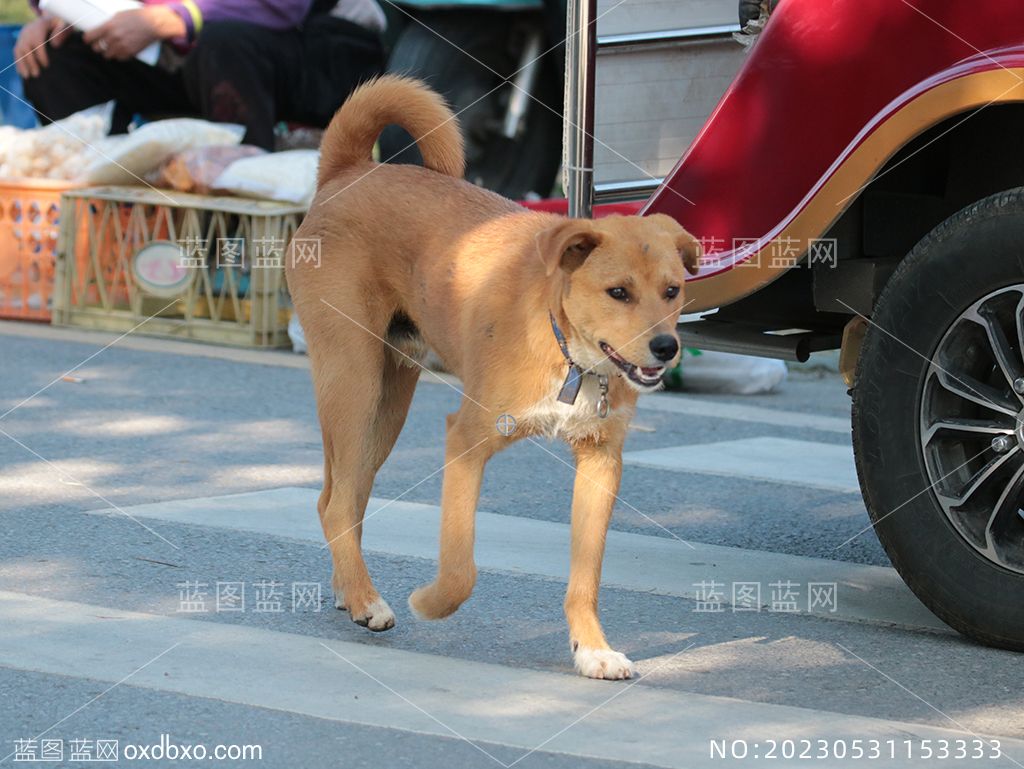 33蛋糕罐罐狗摄影素材编号_NO20230531153333.jpg