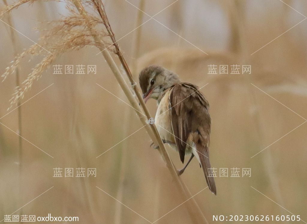 白喉林莺鸟类摄影素材编号_NO:20230626160505