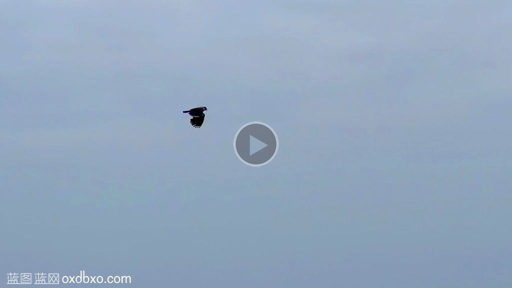 飞翔的麦鸡空中飞行的凤头距翅麦鸡bird野生鸟类视频素材