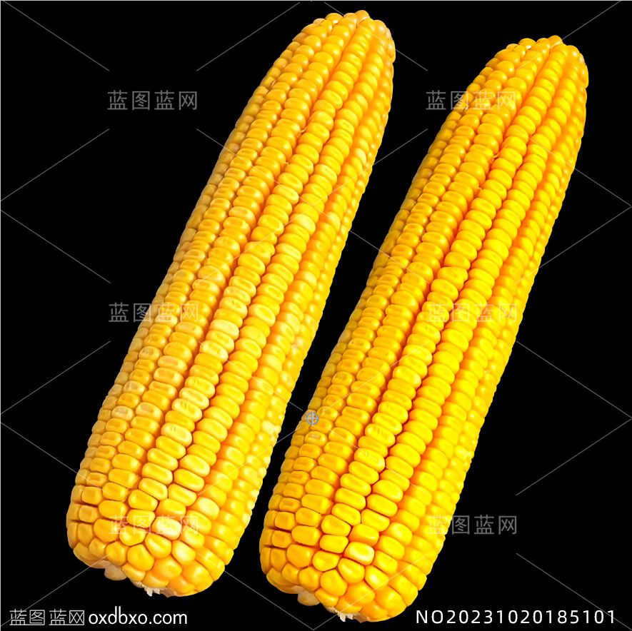 大玉米棒农作物玉米果实农产品玉米种子PSD活层免费素材_编号NO20231020185101.jpg