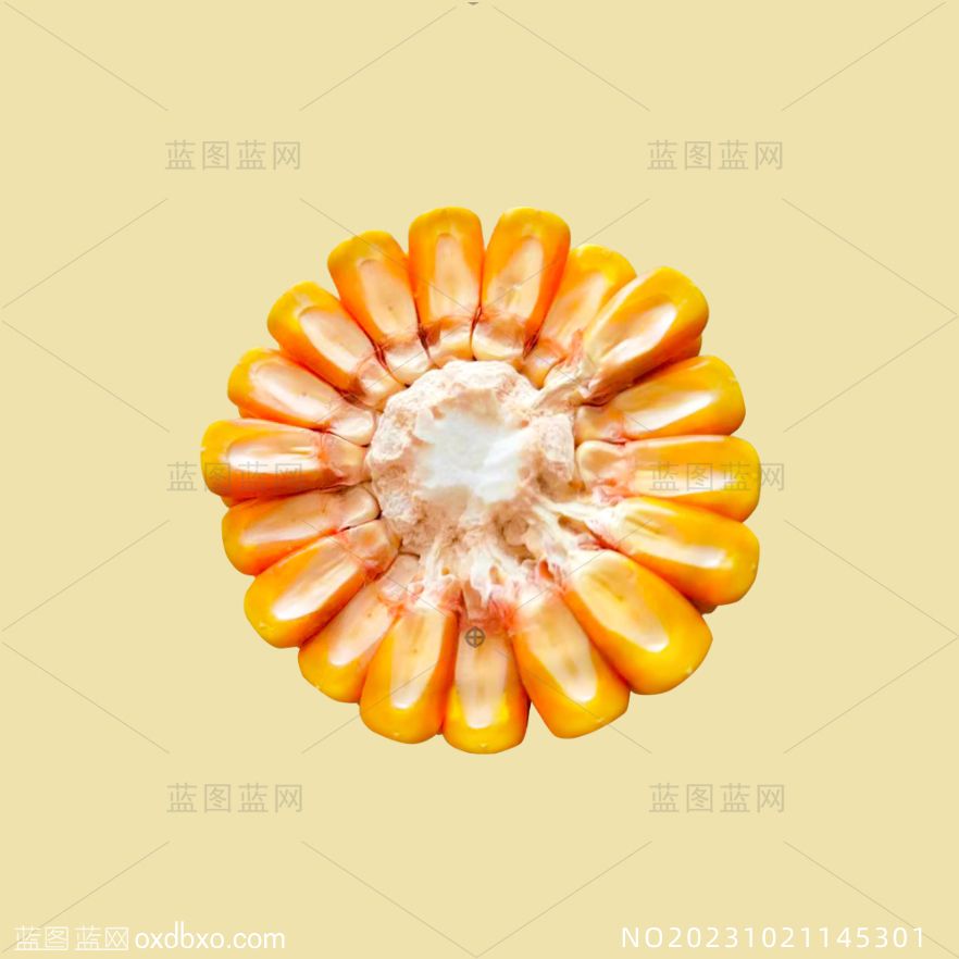 玉米棒玉米段玉米横截面PSD免费活层素材_编号NO20231021145301.jpg