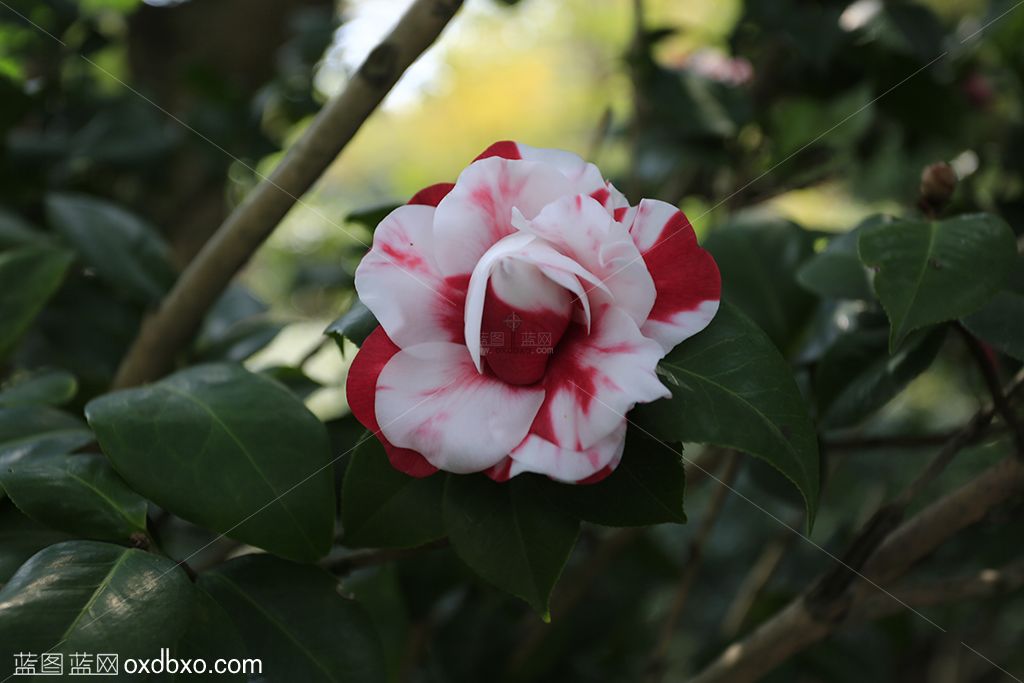 茶花2-sheying.jpg