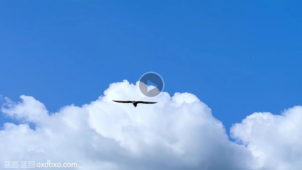 燕鸥鸟野生鸟类天空滑翔盘旋飞舞在蓝天上视频素材
