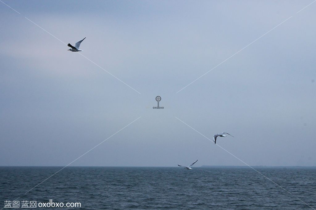 大海天空海鸥飞翔 拷贝.jpg