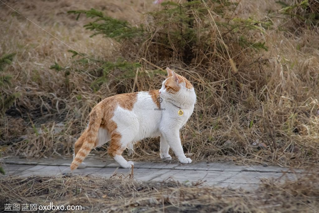 猫眯 拷贝.jpg