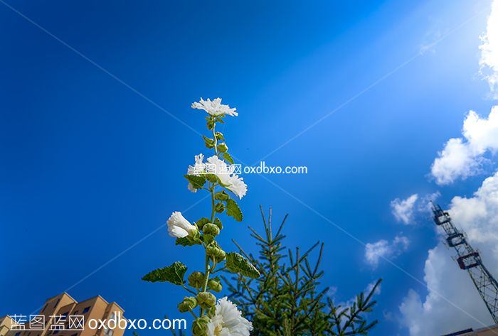 白花高耸入云蓝天白云鲜花广角向上励志升华 拷贝.jpg