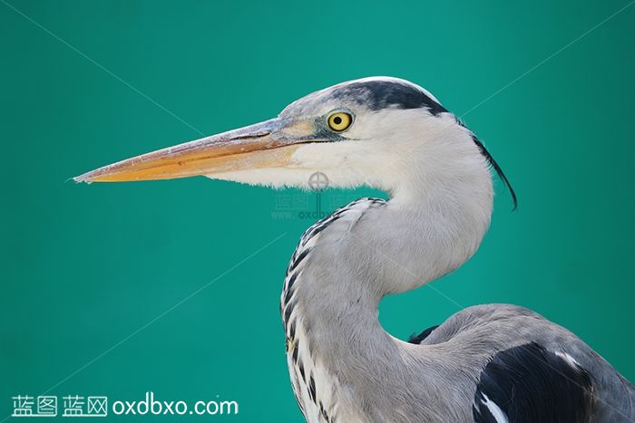 商用苍鹭灰鹭鸟类摄影图片素材欧喜东摄影作品
