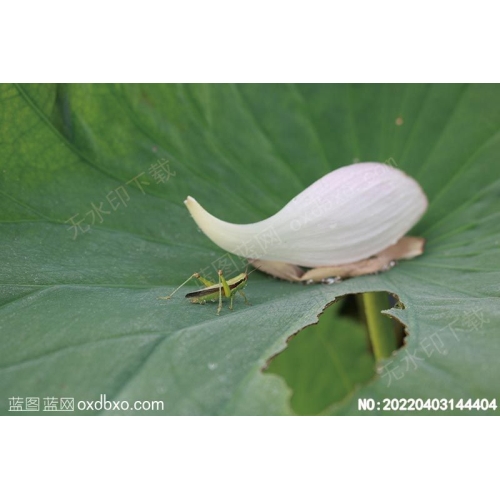 残荷蚂蚱摄影素材编号:20220403144404