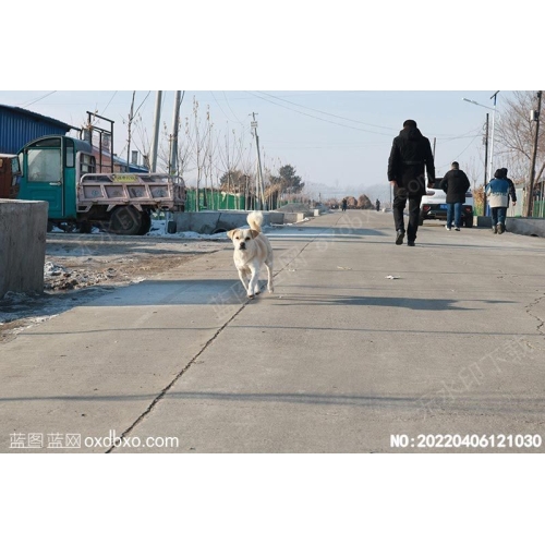 东北狗狗摄影素材编号:20220406121030