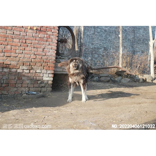 猛犬恶犬恶狗摄影素材编号:20220406121032