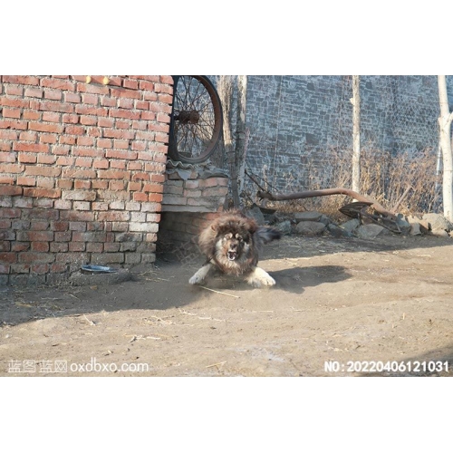 猛犬恶犬恶狗摄影素材编号:20220406121031