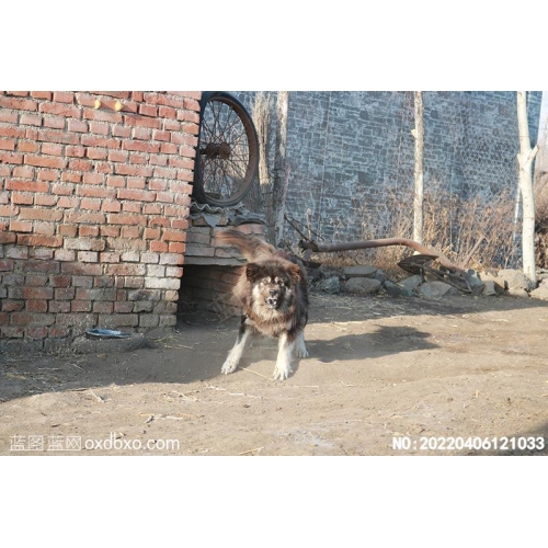猛犬恶犬恶狗摄影素材编号:20220406121033