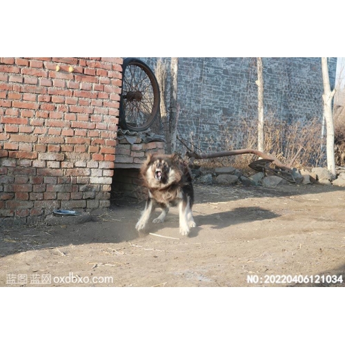 猛犬恶犬恶狗摄影素材编号:20220406121034