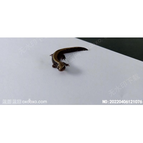 马蛇子摄影素材编号:20220406121076