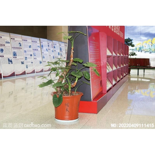 盆栽海芋盆花海芋花盆栽海芋花盆花摄影素材编号:20220409111415