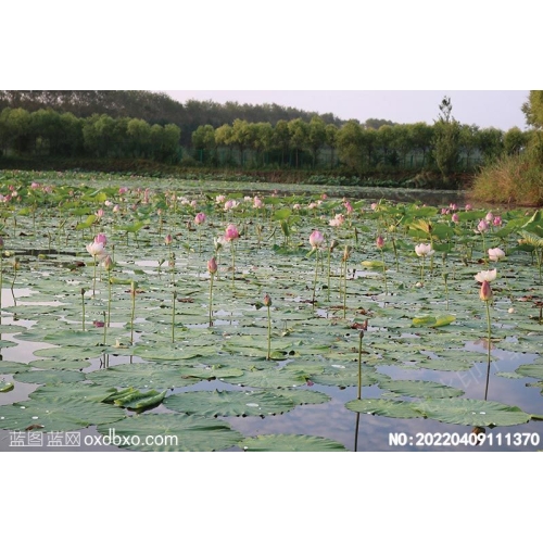 荷花池塘摄影素材编号:20220409111370