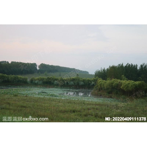 清晨荷花池清晨摄影素材编号:20220409111378