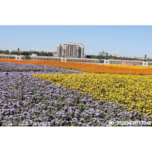 俄罗斯对岸鲜花黑河口岸摄影素材编号:20220408113245