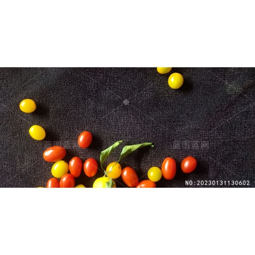 西红柿红柿子黄柿子摄影图片素材编号_NO:20230131130602