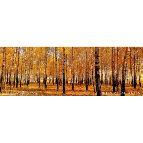 秋叶秋天的白桦林白桦树林金色的黄树叶摄影素材编号_NO2023524144755