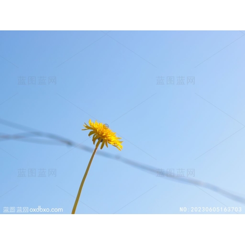 蒲公英花蔚蓝天空摄影素材_NO20230605163703