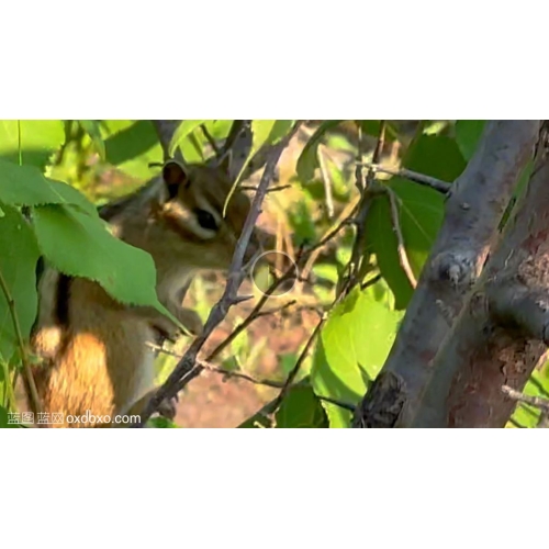 小松鼠在丛林中视频素材