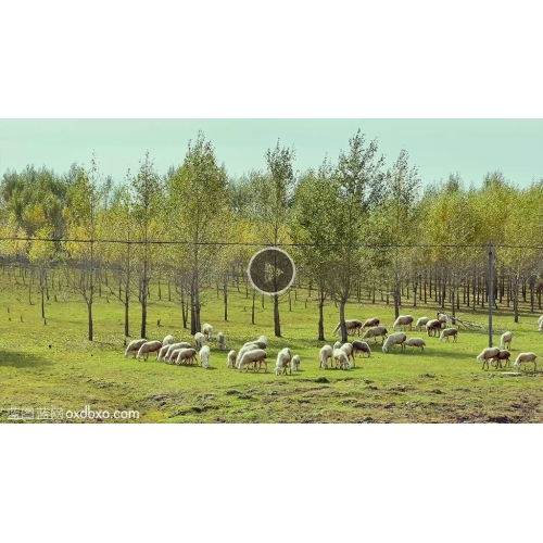 牧羊树林边羊群吃草实拍东北农村风光视频素材