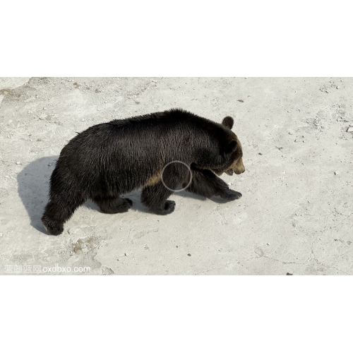 黑熊棕熊视频素材