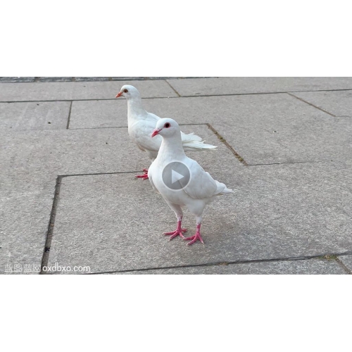 两只白色广场鸽子一对白色广场鸽子视频白鸽和平鸽素材