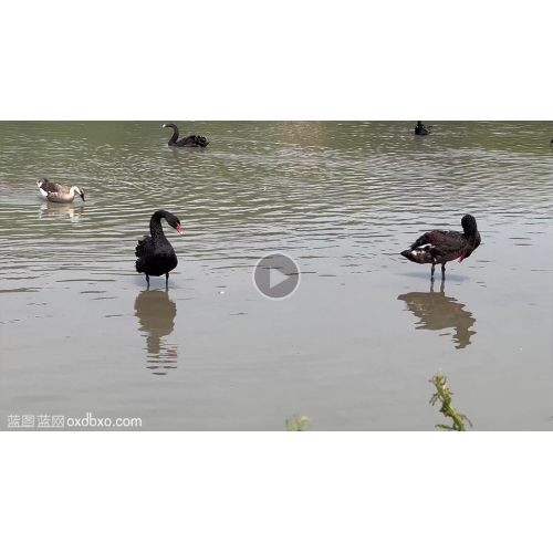 水中的黑天鹅视频素材