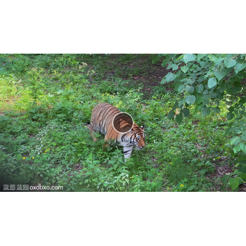 老虎草丛从里中行走漫步的东北虎野生动物视频素材