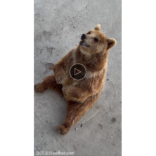 棕熊坐姿棕熊摩拜动态视频双手拜人求食的棕熊视频素材