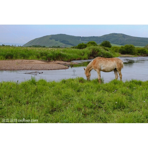 内蒙古大草原远山湖水牧马摄影图片素材