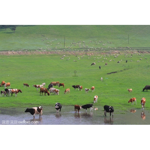 内蒙古呼伦贝尔大草原牧牛牧马放牧游牧蓝天绿地河水摄影图片素材