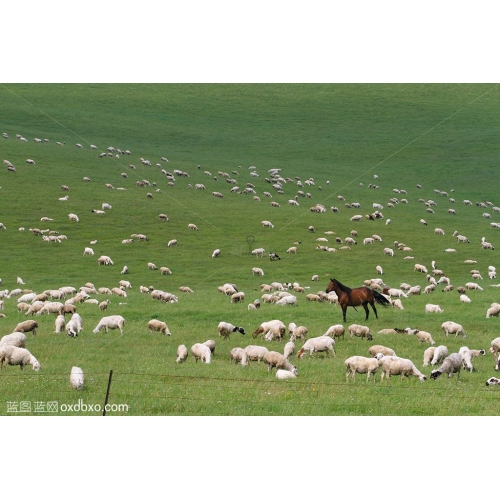 内蒙古呼伦贝尔大草原牧马牧羊群