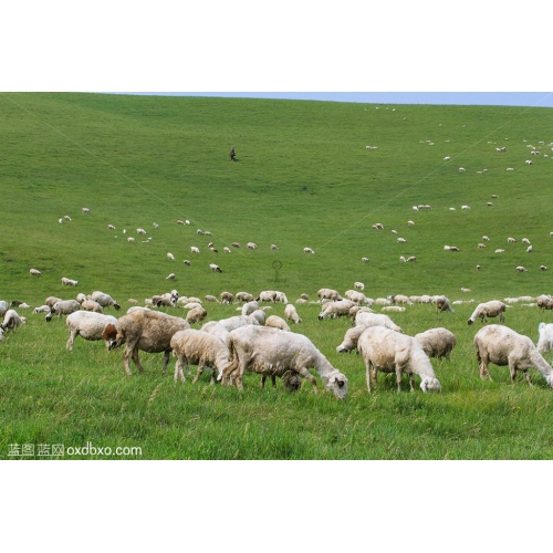 内蒙古呼伦贝尔大草原牧羊群绵羊摄影图片素材