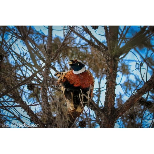 商用摄影图片素材树上的雉鸡野鸡雄性野公鸡野山鸡