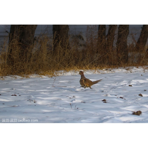商用雪地母鸡雌性野山鸡雉鸡奔跑野鸡野生鸟类摄影图片素材
