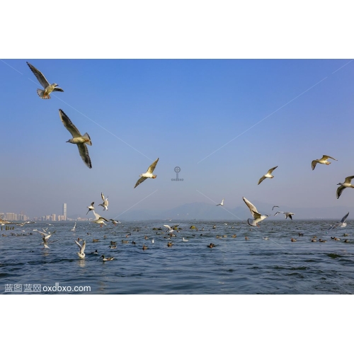海鸥飞舞 鸟 群 大海 深圳海滨公园 风景 风光 景观 商业摄影 商用素材