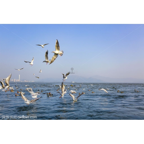 海鸥飞舞 群鸟 大海 深圳海滨公园 风景 风光 景观 商业摄影 商用素材