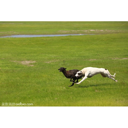  草坪 赛狗 体育 比赛 猎犬 运动 激情 激烈 赛事 运动场 动物 赛 活力四射 商业摄影商用图片